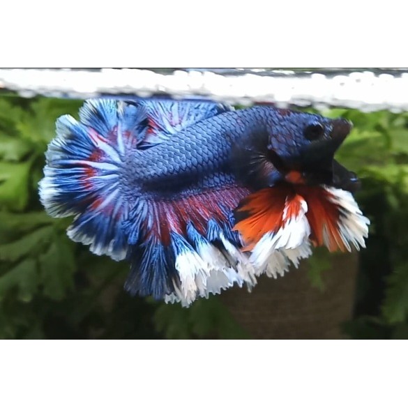 CUPANG HALFMOON PREMIUM | Betta Fish Grade A+ | Ekor Lebar 180 Derajat | Ikan Cupang Hias Kontes & K
