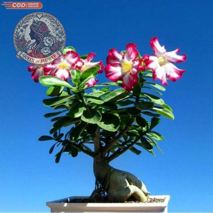 Tanaman Hias Adenium Kamboja Jepang Bonggol Besar