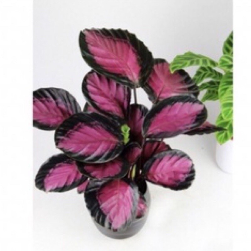 ( RIMBUN ) PROMO TERMURAH ( Bisa COD) Tanaman hias Calathea crimson / kalatea crimson berbagai macam