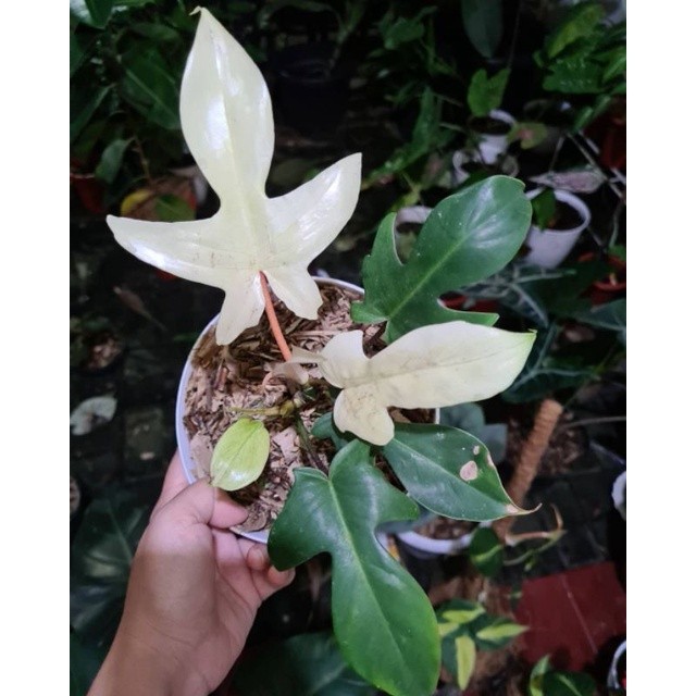 philo merpati ( florida ghost)  tanaman hias hidup