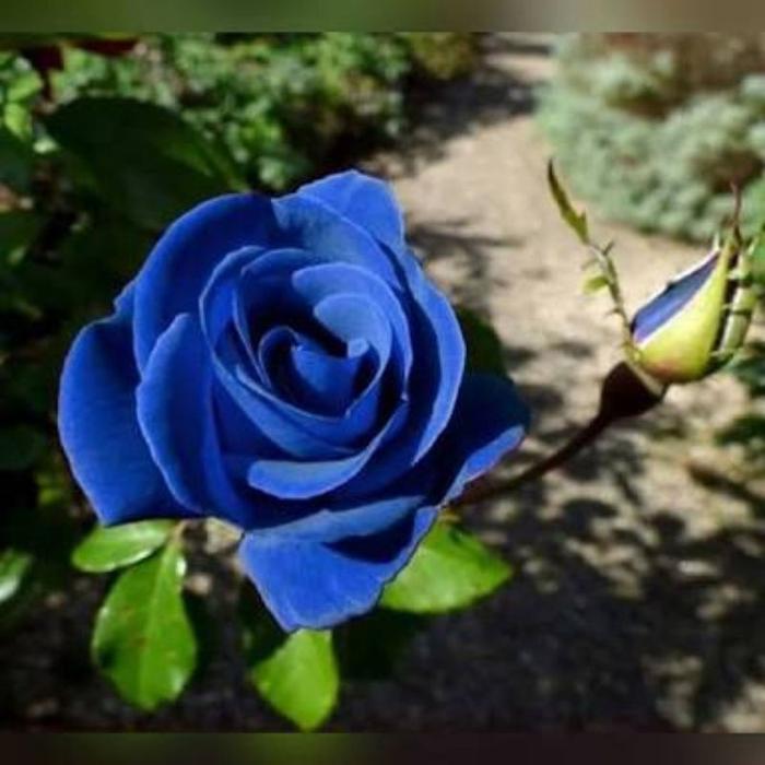 TANAMAN HIAS BUNGA MAWAR//BLUE - Tanaman Hias Hidup - Bunga Mawar - Bunga Hias Mawar - Tanaman Hias 