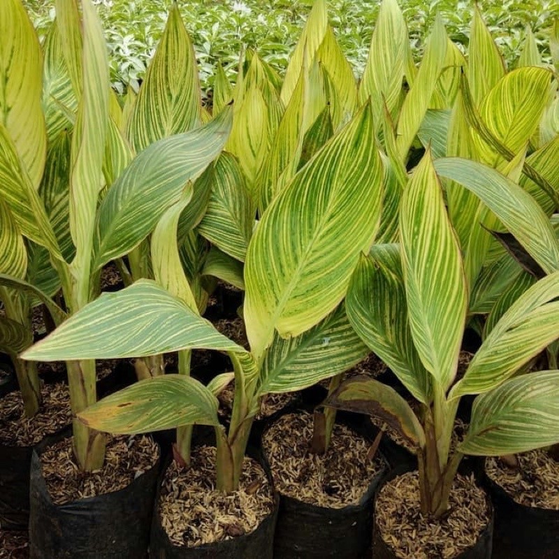 tanaman hias pisang kana golden bunga heliconia golden Tanaman outdoor pisang kanna varigata termura