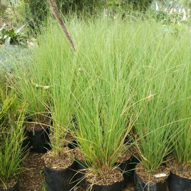 Tanaman Ekor Kuda Tanaman Hias Ekor Kuda Tanaman Alang Alang Hijau