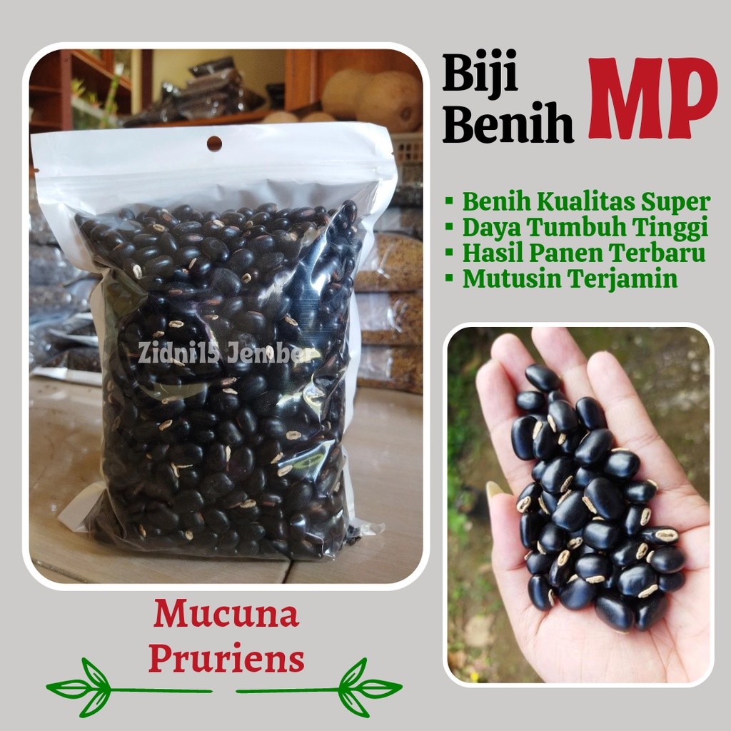 MFZS- [500gram) ] LCC Mucuna pruriens MP / Biji Benih Black Mucuna / Kara Benguk Hitam /Cover Crops