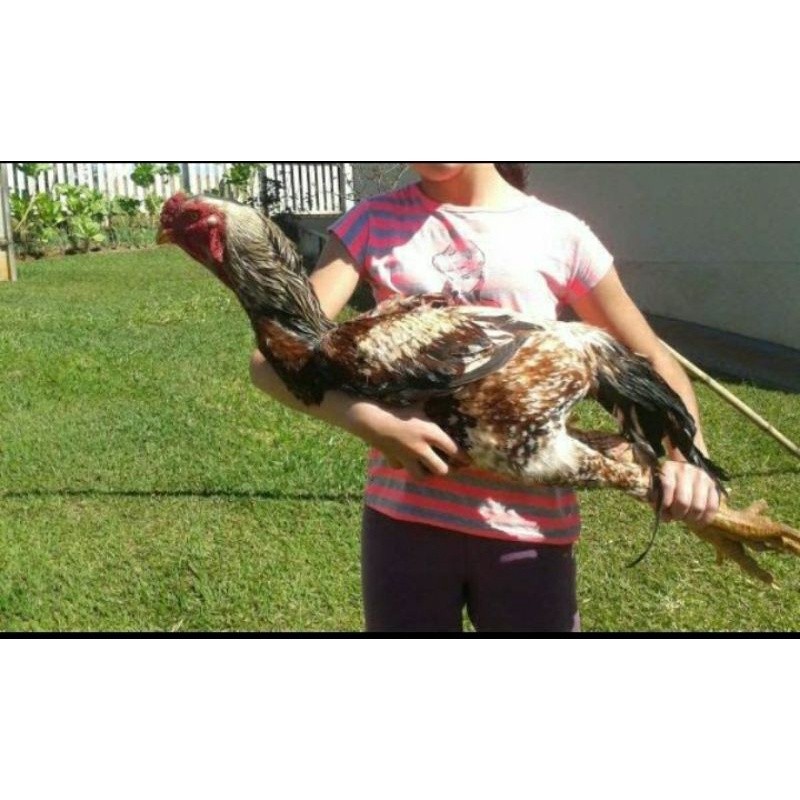 TELUR AYAM GORILA KINGKONG UNGGUL JUMBO BESAR UNTUK DI TETASKAN Lya_shopp20