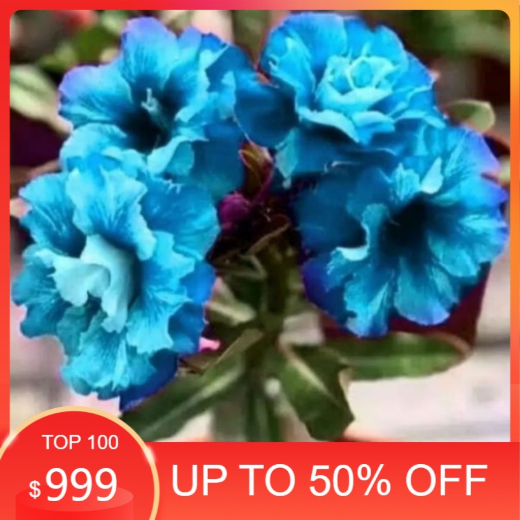 tanaman hias bibit adenium bung biru