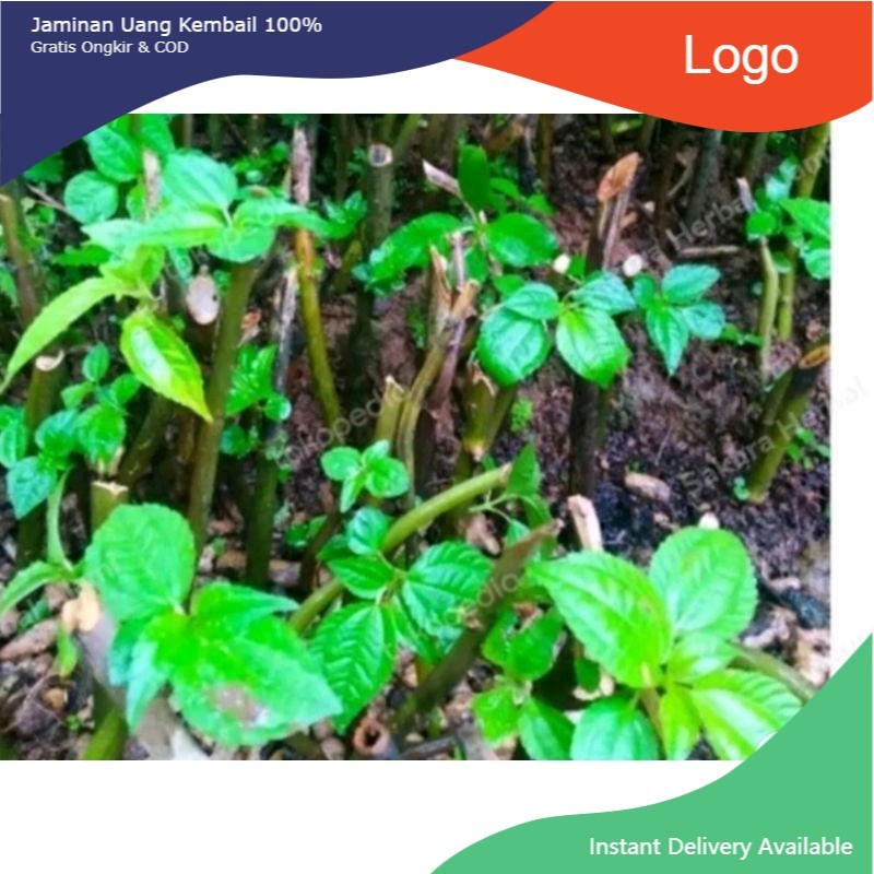 bibit pohpohan/ daun lalapan. .