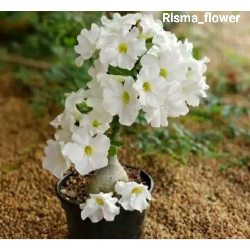 POHON ADENIUM TUMPUK WHITE - BUNGA PUTIH TUMPUK / KAMBOJA JEPANG