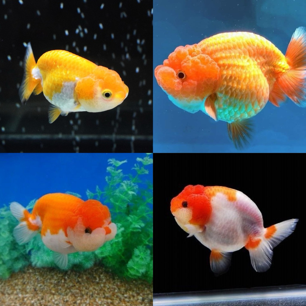 Ikan Hias Anakan Koki Ranchu Size 6-7 cm rw Baby Ranchu Goldfish