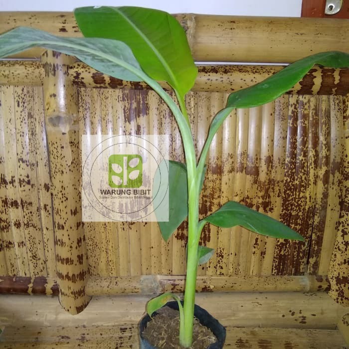 bibit pisang raja bulu kuning kultur jaringan