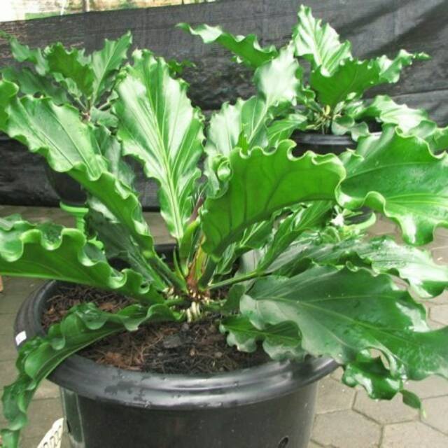 Tanaman Hias ANthurium Gelombang Cinta (anthurium plowmanii)- Bunga Anthurium - TitipBibit