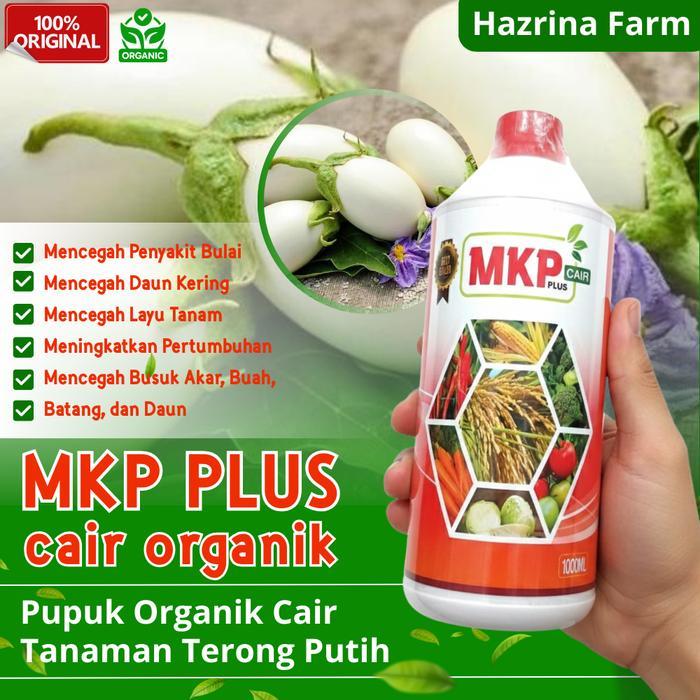 Pupuk MKP Biogest Booster untuk Terong Putih – Buah Besar & Cerah