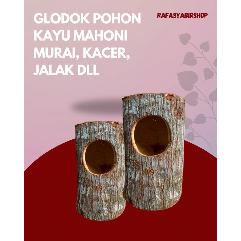 Glodok Pohon Kayu Mahoni Untuk Burung Murai Batu terlaris