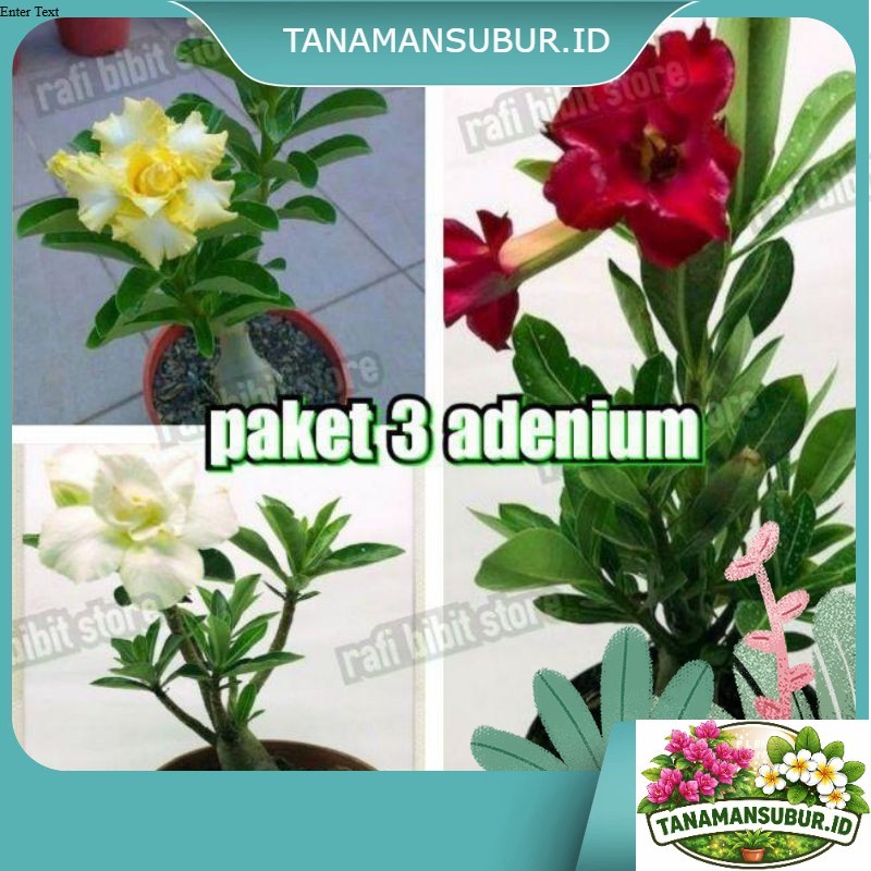 PAKET 3 ADENIUM KAMBOJA BUNGA TUMPUK-BUNGA ADENIUM TUMPUK-PAKET PROMO