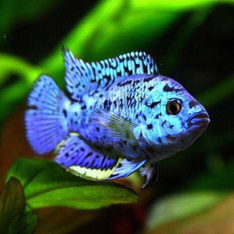 Ebjd Electric Blue Demsey Cichlid 4-6cm