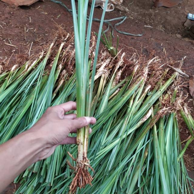 bibit rumput vetiver akar wangi-rumput vetiver anti longsor-akar wangi