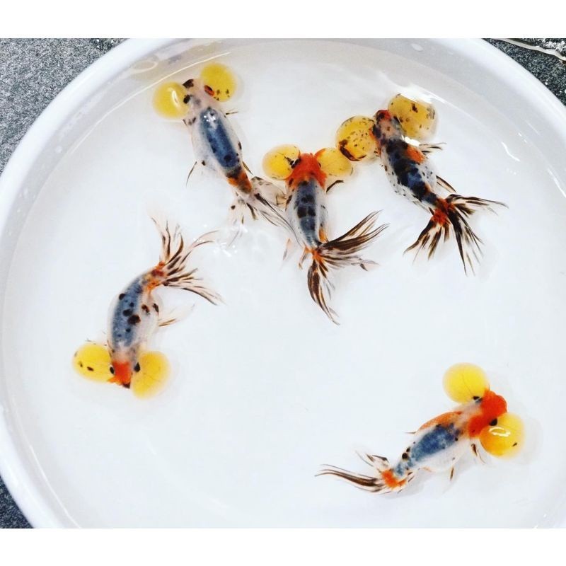 Ikan bubble eye uk6-8cm grade fancy big size / mata balon / ikan mas koki mata balon berkualitas bw 