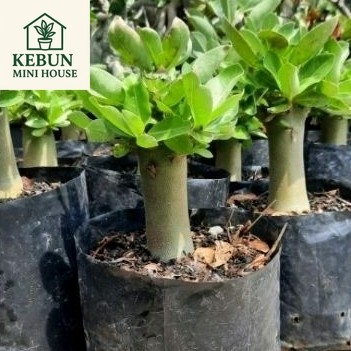 (NEW) Adenium- kamboja jepang bahan LC Arabicum, Thaisoco, Rcn, GC, KHZ,dll