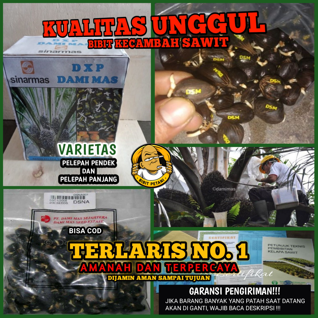 asikk_belanja - BIBIT KECAMBAH POLONG BIBIT SAWIT DXP DAMIMAS SINARMAS ORIGINAL BERSERTIFIKAT BIBIT 