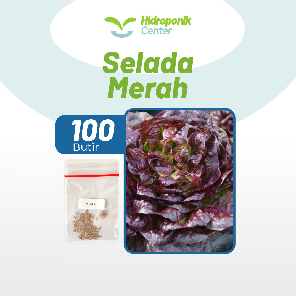 HIDROPONIK CENTER - Benih Selada Merah Unggul, Bibit Super Selada Merah Bibit Mudah Tumbuh