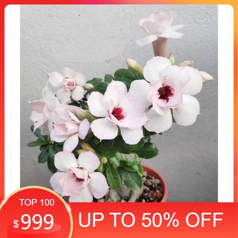 Adenium Kamboja Jepang Bunga Tumpuk Putih