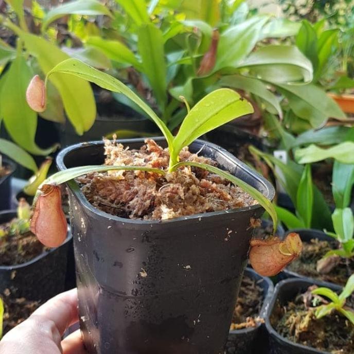 Tanaman Kantong Semar mini - Nepenthes