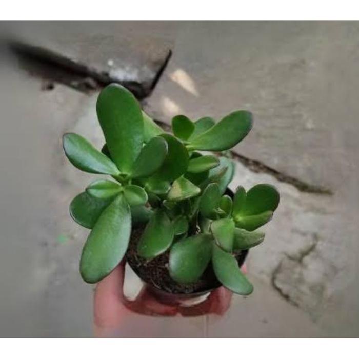 Tanaman Hias Indoor Jade Plant Sukulen Tanaman Jade Plant Bahan Bonsay / Tanaman Hidup Jade Plant Bu