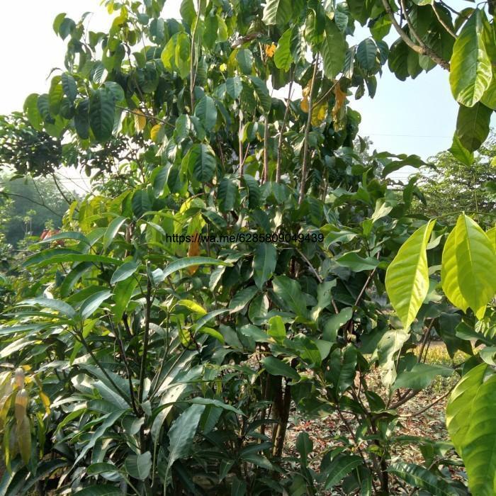 Pohon Buah, Pohon duku siap berbuah tinggi 2 meter.