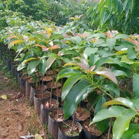 Terbaru ReadyBibit Tanaman Alpukat Aligator Pohon Alpukat Aligator
