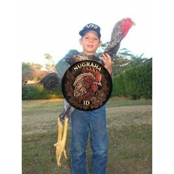 TELUR TETAS AYAM INDIO GIGANTE F1 / AYAM RAKSASA NUGRAHA ID