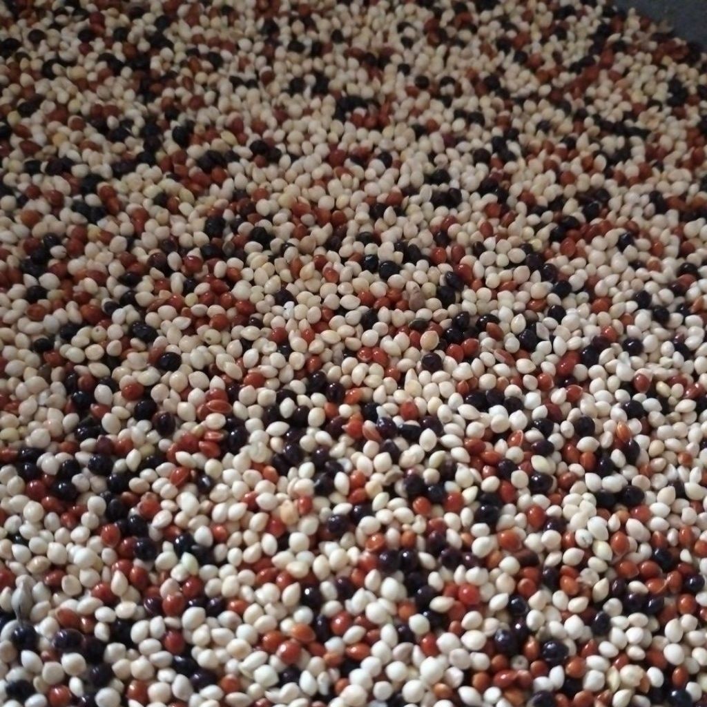 [promo] ( 1KG ) Mix Milet campur MILET PUTIH, MILET HITAM, DAN MERAH