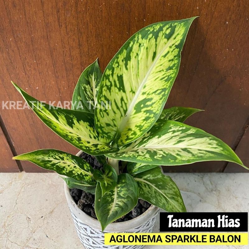 Tanaman hias aglonema sparkle - Tanaman Aglonema Sparkle