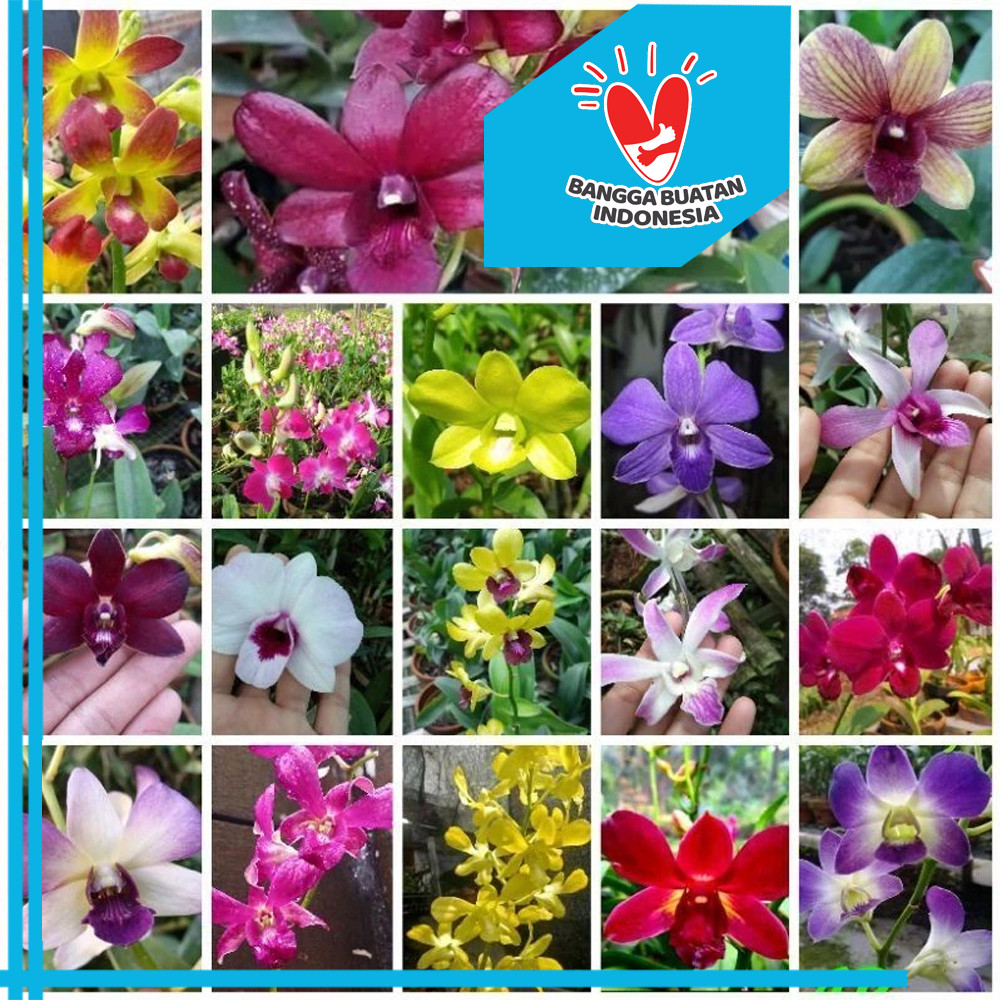 Anggrek Chan  Kayu Kopi Petani Organik Ladang Herbal Nusantara Kardus FREE GRATIS Media Tianggal Can