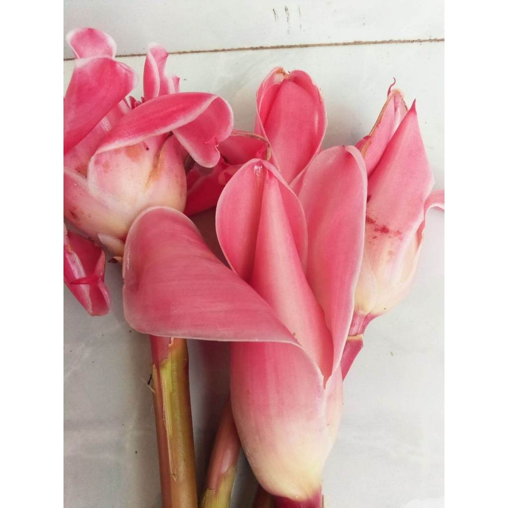 Bunga Kecombrang Segar, Bunga kecombrang Sayuran Segar, Bunga Kecombrang Rombeh