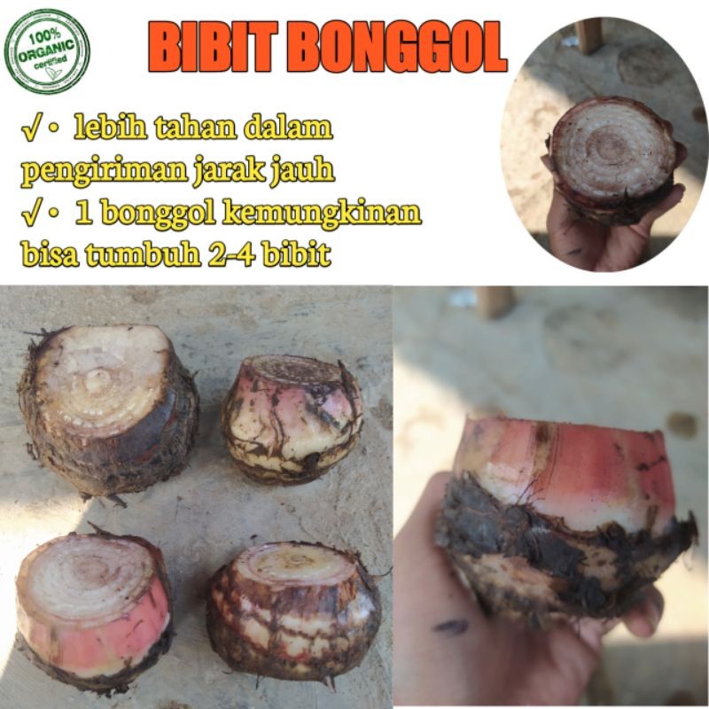 BIBIT BONGGOL PISANG CAVENDISH ASLI