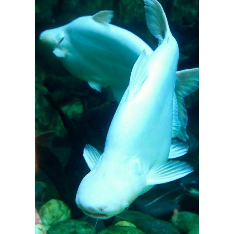 Patin Albino Ikan Hias Ukuran 7cm-9cm putih berkualitas