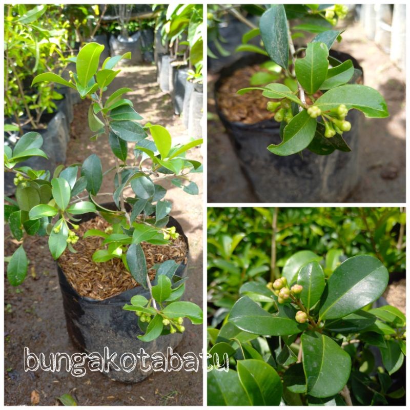 Tanaman Buah Jambu Air Lili Pily