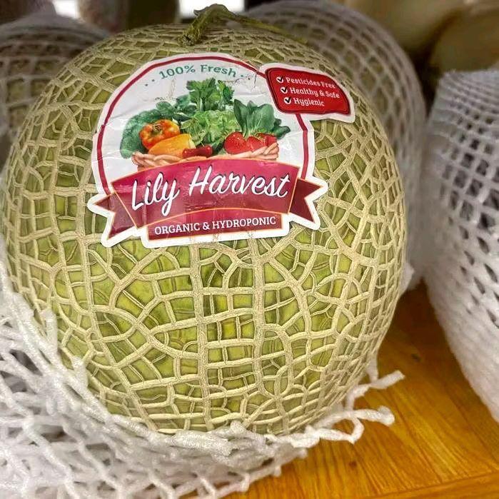 Melon Fujisawa Lily Harvest / pcs