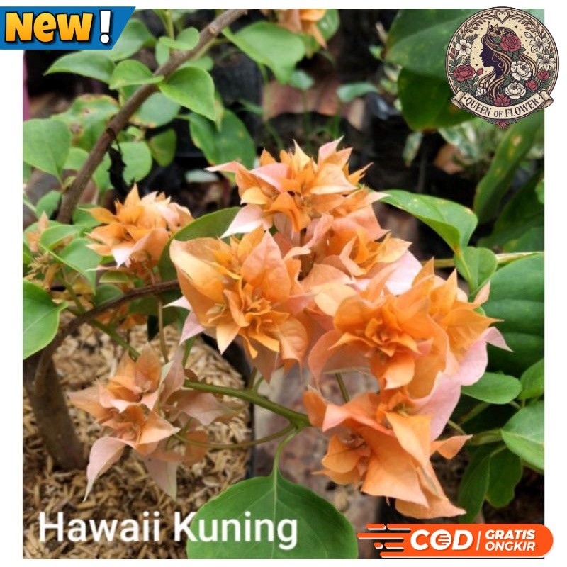 TANAMAN HIAS BUGENVIL BUNGA KERTAS//HAWAI KUNING