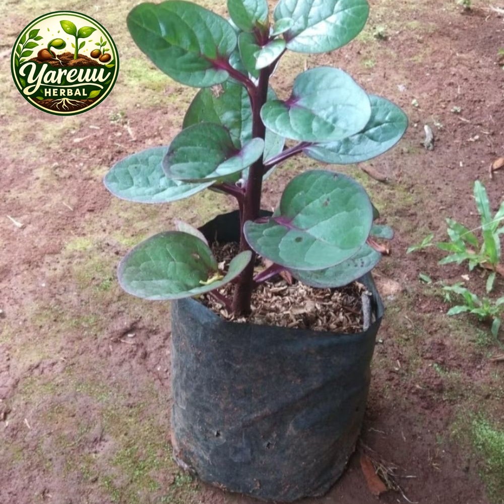 Bibit Binahong/Buah Angkung Siap Tanam