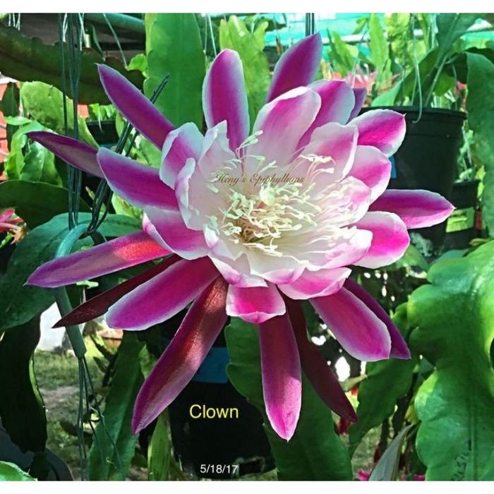 PROMO Tanaman hias wijaya Kusuma bunga ungu tumpuk besar / Wijaya Kusuma - Bunga Wijaya Kusuma - Bun