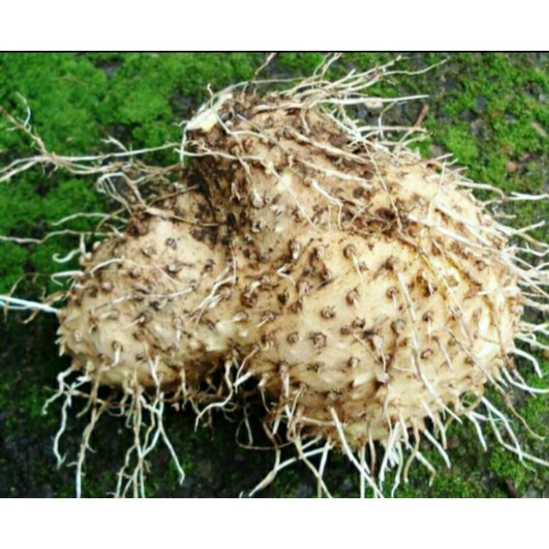 jual murah umbi gadung 1kg segar