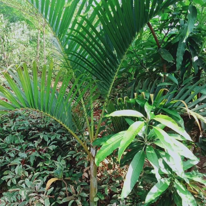 pohon palem kuning