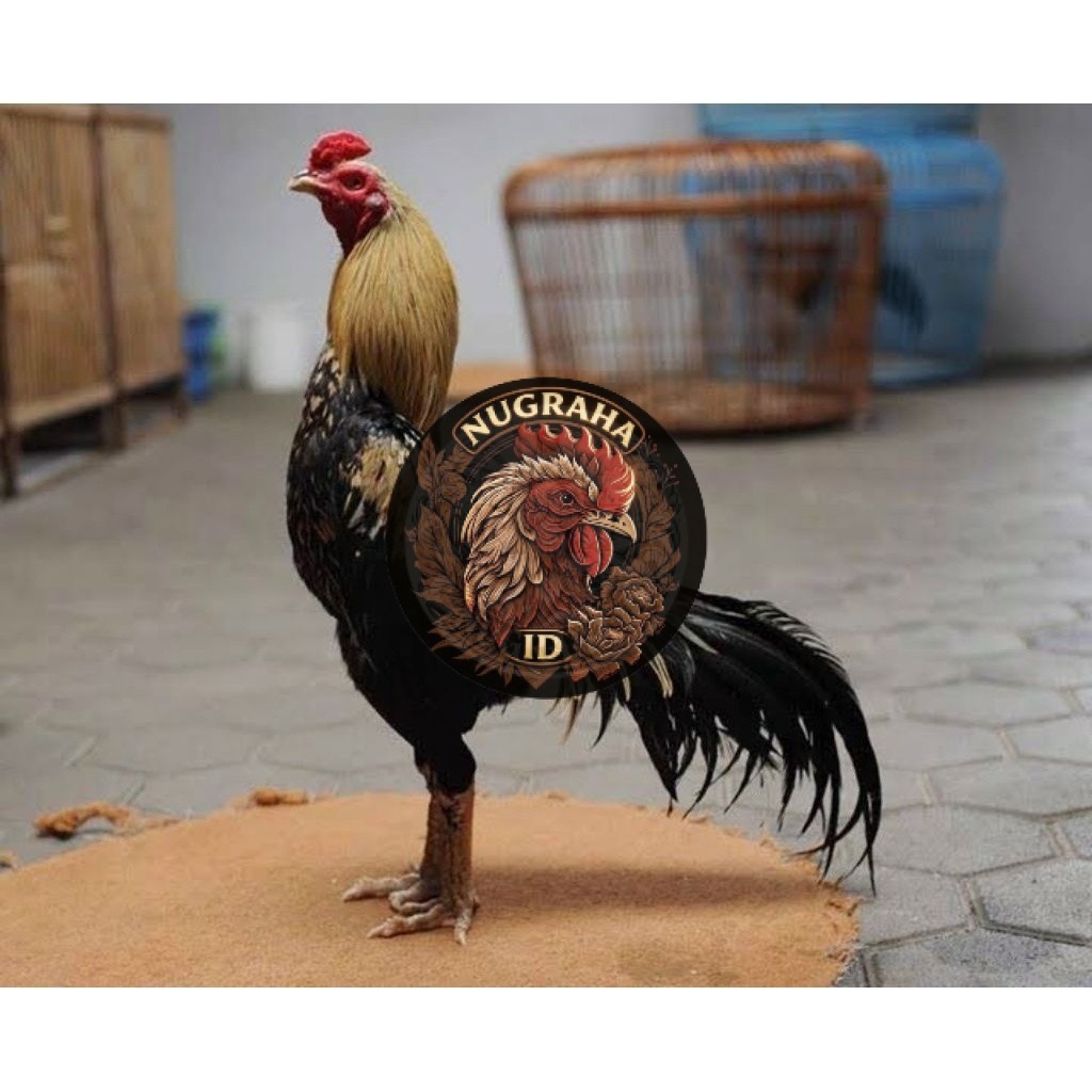 Telur Ayam Pama Ninja Petarung Asli Untuk Ditetaskan NUGRAHA ID