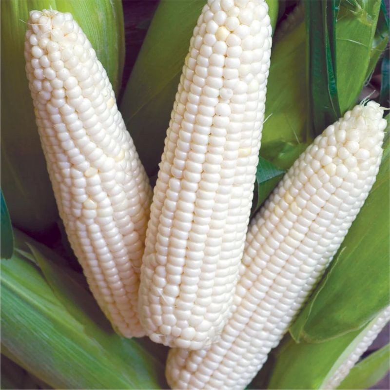 MURAH      BENIH JAGUNG PUTIH KETAN PULUT 1KG