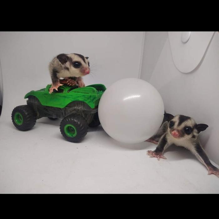 sugar glider grey