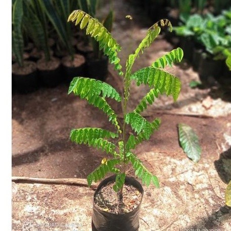 Pohon Belimbing Wuluh - Pohon Blimbing besi - Bibit Belimbing Wuluh Belimbing Sayur