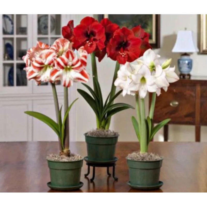 TANAMAN TERAS HIJAU - mp( BISA COD ) Tanaman Hias Bakung Amarilis Varian Warna Bunga Tanaman Hidup B