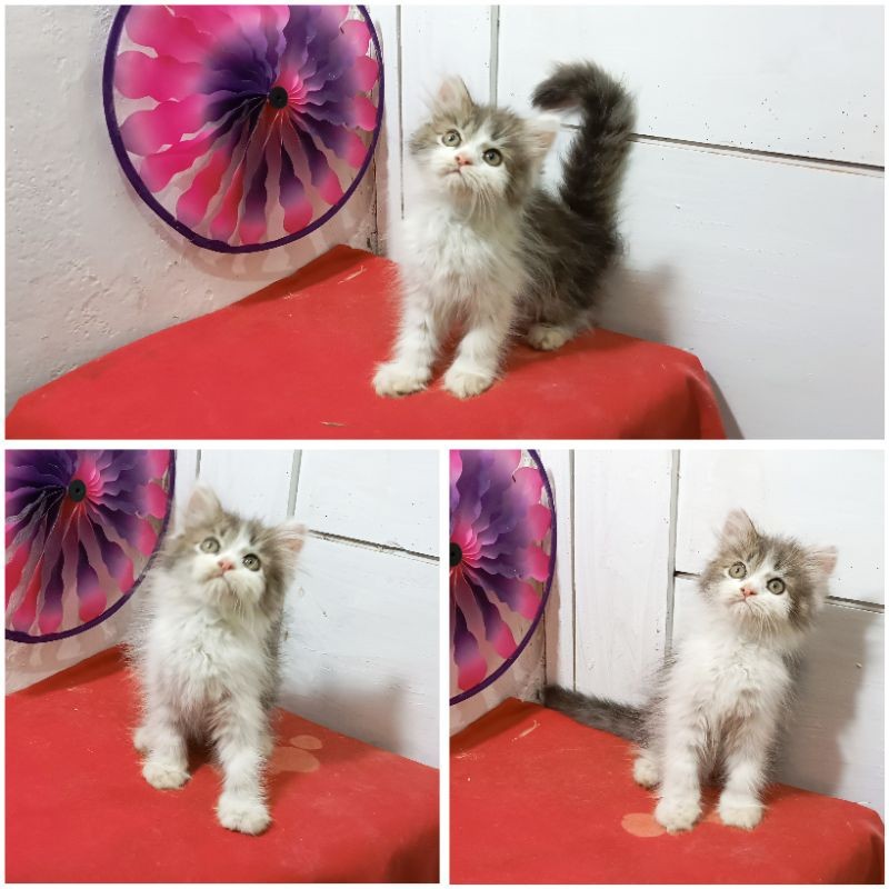 Kucing Persia Abu Putih |Free Ongkir + Keranjangs
