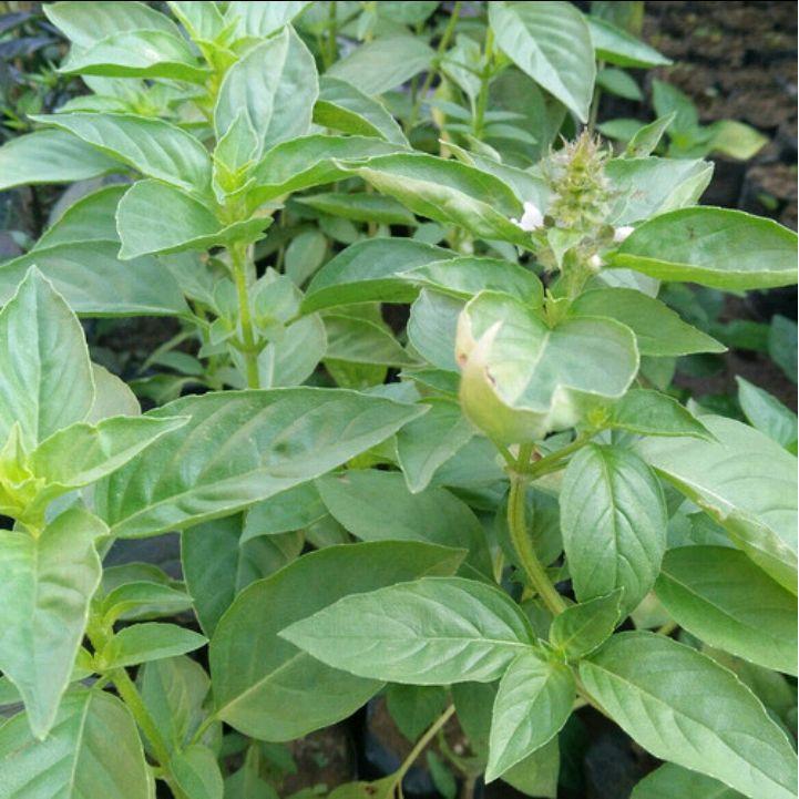 Bibit tanaman Kemangi - Pohon Kemangi - Bibit Kemangi